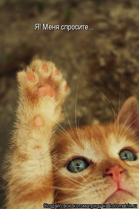 Котоматрица: Я! Меня спросите...