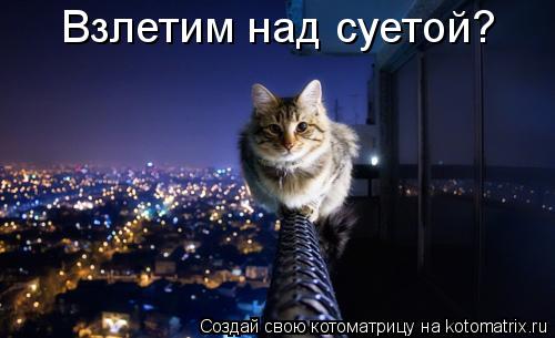 Котоматрица: Взлетим над суетой?