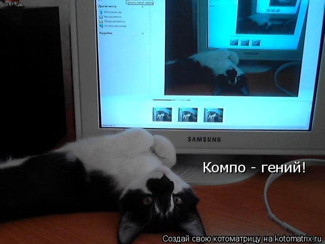 Котоматрица: Компо - гений!
