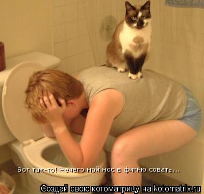 Котоматрица: Вот так-то! Нечего мой нос в фигню совать...