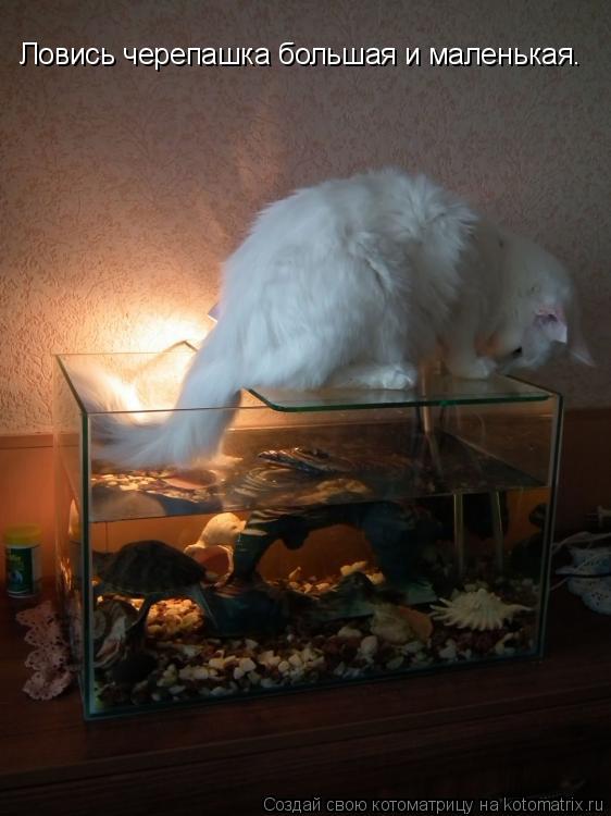 Котоматрица: Ловись черепашка большая и маленькая.