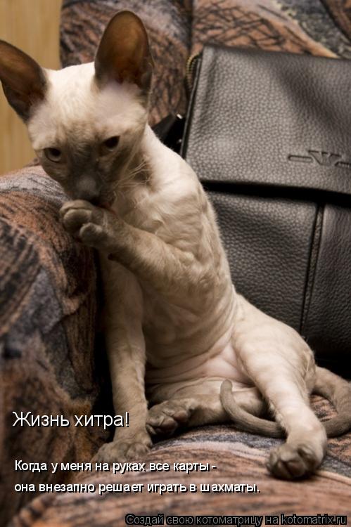 Котоматрица: Жизнь хитра!   Когда у меня на руках все карты -  она внезапно решает играть в шахматы…