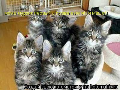 Котоматрица: мама мурзик первый с права а не я!! я маша!!