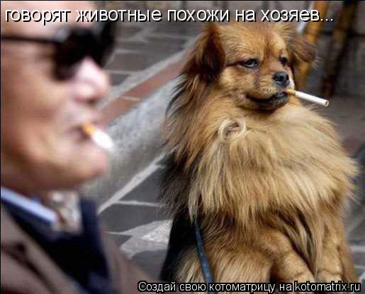 Котоматрица: говорят животные похожи на хозяев...