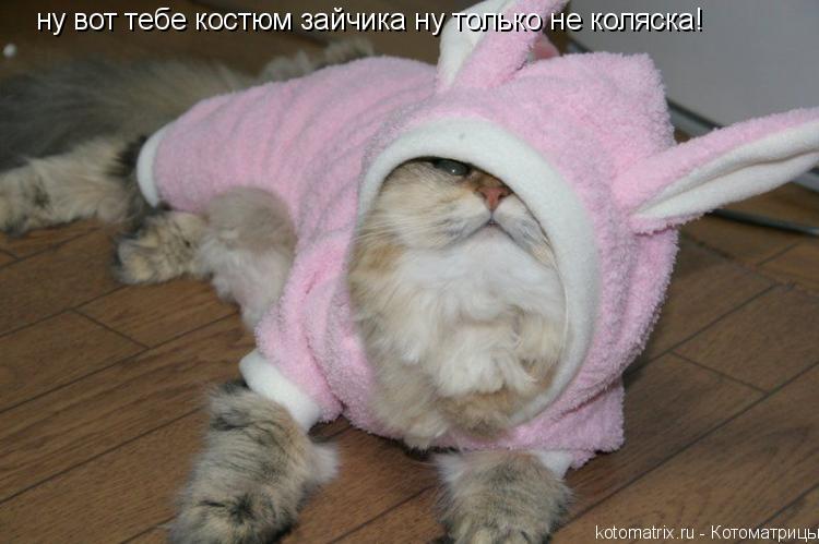 Котоматрица: ну вот тебе костюм зайчика ну только не коляска!