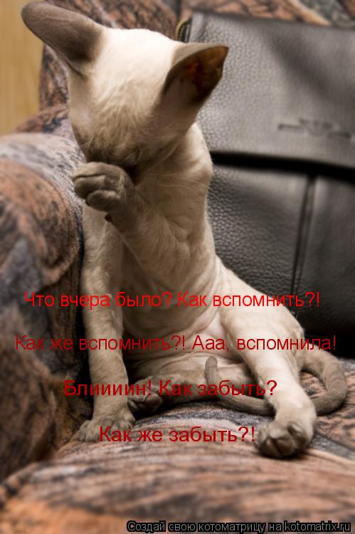 Котоматрица: Что вчера было? Как вспомнить?!  Как же вспомнить?! Ааа, вспомнила!  Блиииин! Как забыть?  Как же забыть?!