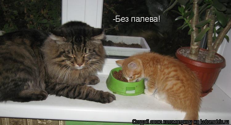 Котоматрица: -Без палева!