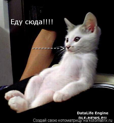 Еду сюда!!!! --------->... Котоматрица: Еду сюда!!!! --------->