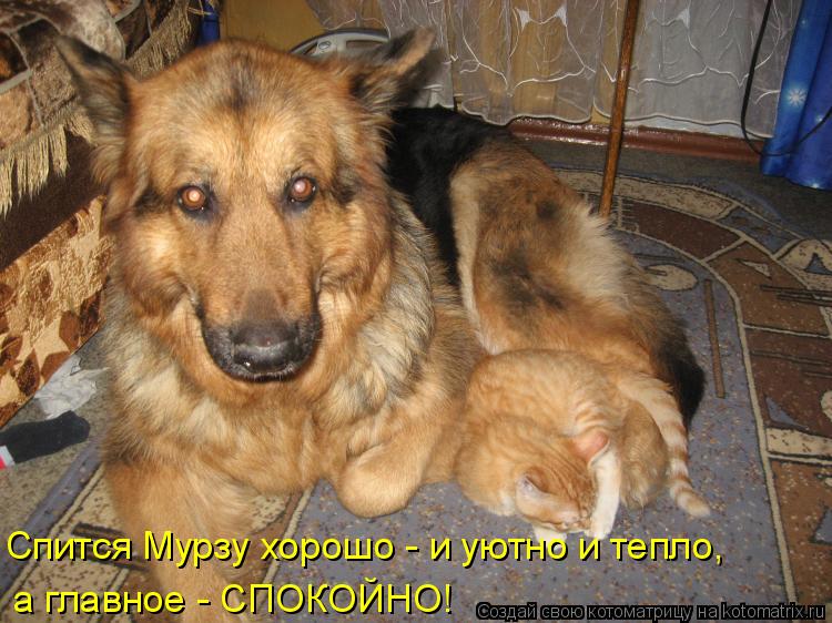 Спится Мурзу хорошо - и уютно и тепло, а главное - СПОКОЙНО!... Котоматрица: Спится Мурзу хорошо - и уютно и тепло, а главное - СПОКОЙНО!