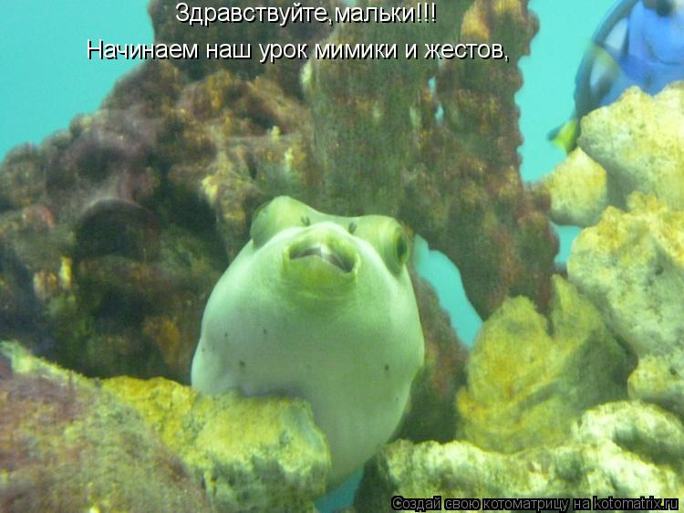 Здравствуйте,мальки!!! Начинаем наш урок мимики и жестов,... Котоматрица: Здравствуйте,мальки!!! Начинаем наш урок мимики и жестов,