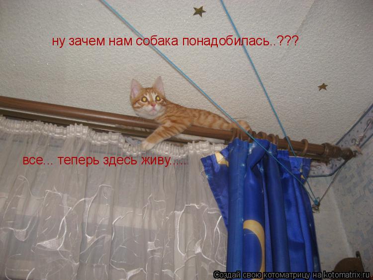 ну зачем нам собака понадобилась..??? все... теперь здесь живу........ Котоматрица: ну зачем нам собака понадобилась..??? все... теперь здесь живу.....