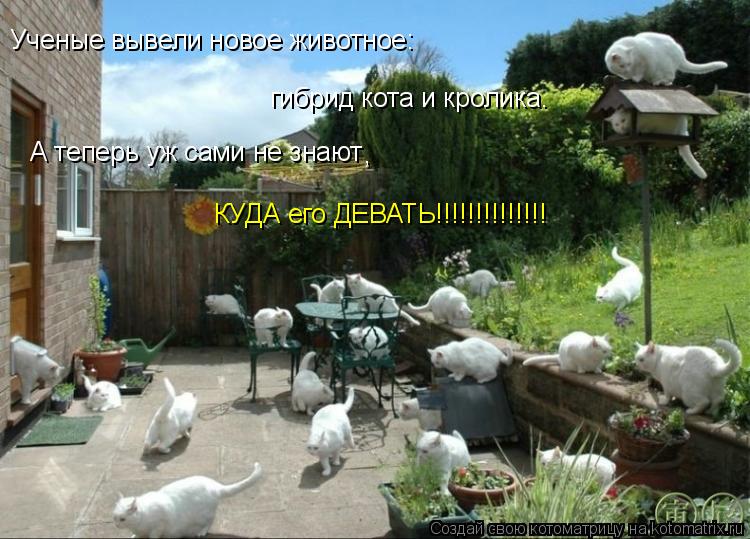 Ученые вывели новое животное: гибрид кота и кролика. А теперь уж сами не знают , КУДА его ДЕВАТЬ!!!!!... Котоматрица: Ученые вывели новое животное: гибрид кота и кролика. А теперь уж сами не знают , КУДА его ДЕВАТЬ!!!!!!!!!!!!!!