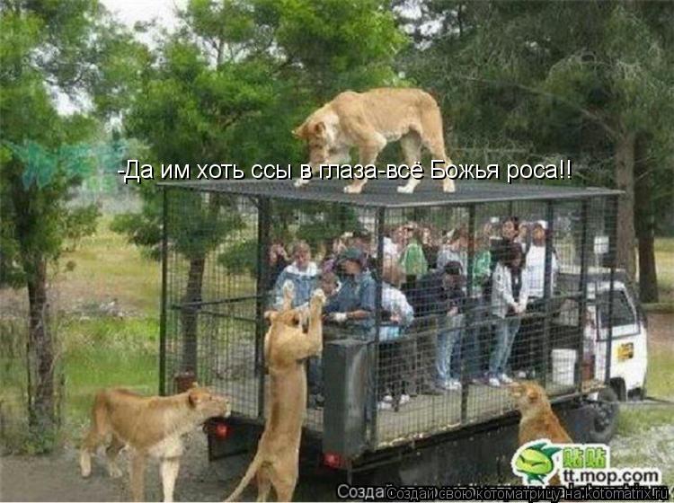 Котоматрица: -Да им хоть ссы в глаза-всё Божья роса!!