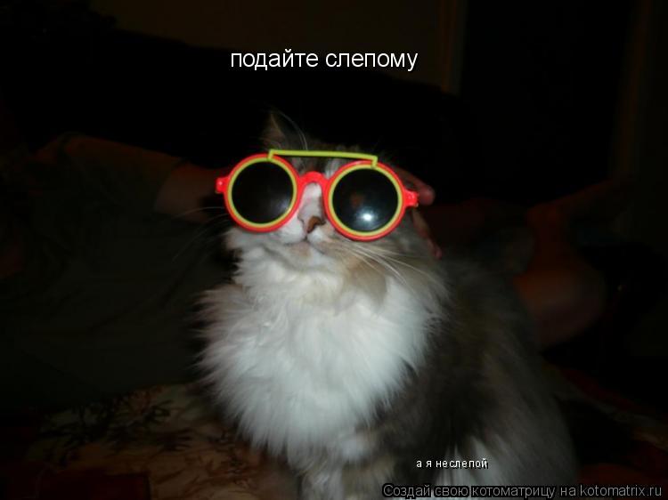 подайте слепому а я неслепой... Котоматрица: подайте слепому а я неслепой