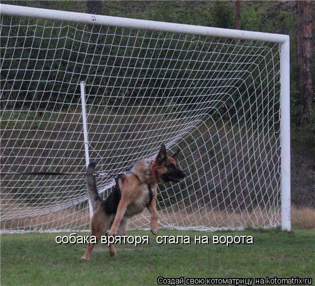 собака вряторя стала на ворота... Котоматрица: собака вряторя стала на ворота