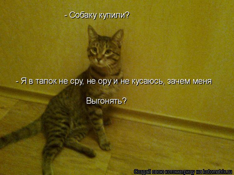- Собаку купили? - Я в тапок не сру, не ору и не кусаюсь, зачем меня Выгонять?... Котоматрица: - Собаку купили? - Я в тапок не сру, не ору и не кусаюсь, зачем меня Выгонять?