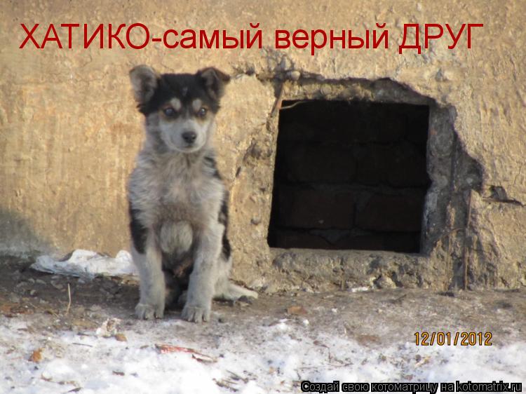 ХАТИКО-самый верный ДРУГ... Котоматрица: ХАТИКО-самый верный ДРУГ
