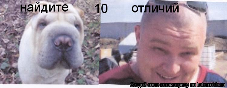 найдите 10 отличий... Котоматрица: найдите 10 отличий