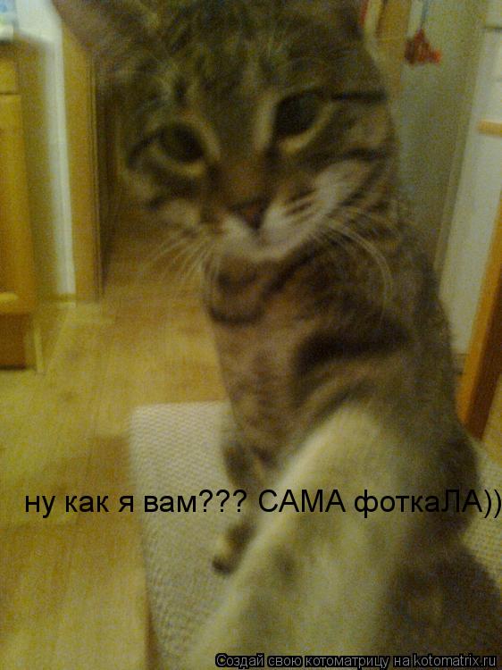 ну как я вам??? САМА фоткаЛА))... Котоматрица: ну как я вам??? САМА фоткаЛА))