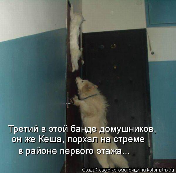 Третий в этой банде домушников, он же Кеша, порхал на стреме в районе первого этажа...... Котоматрица: Третий в этой банде домушников, он же Кеша, порхал на стреме в районе первого этажа...