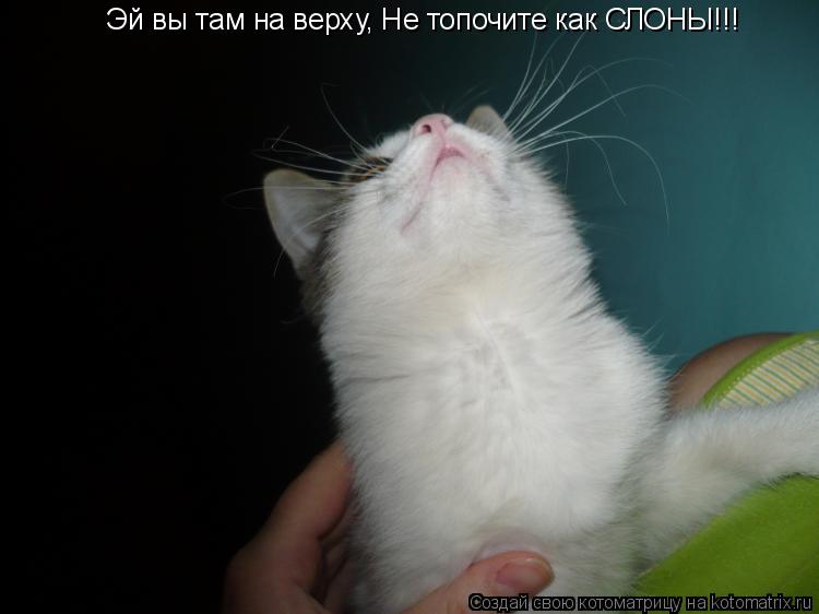Эй вы там на верху, Не топочите как СЛОНЫ!!!... Котоматрица: Эй вы там на верху, Не топочите как СЛОНЫ!!!