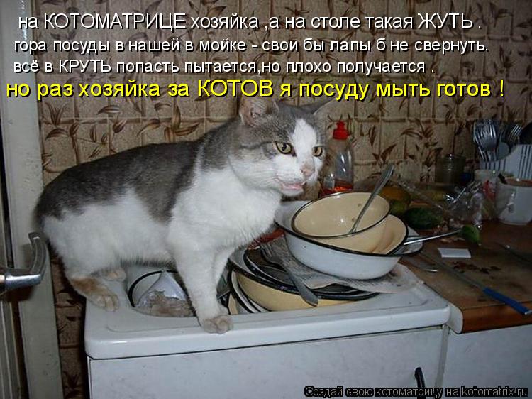 Котоматрица: на КОТОМАТРИЦЕ хозяйка ,a на столе такая ЖУТЬ . гора посуды в нашей в мойке - свои бы лапы б не свернуть. всё в КРУТЬ попасть пытается,но плохо 