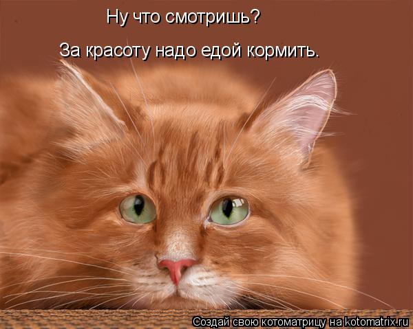 Ну что смотришь? За красоту надо едой кормить.... Котоматрица: Ну что смотришь? За красоту надо едой кормить.
