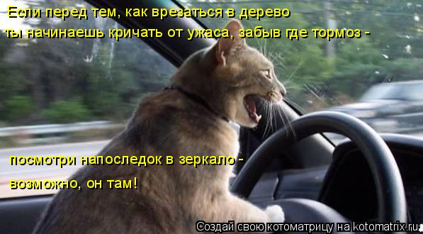 Если перед тем, как врезаться в дерево ты начинаешь кричать от ужаса, забыв где тормоз - посмотри на... Котоматрица: Если перед тем, как врезаться в дерево ты начинаешь кричать от ужаса, забыв где тормоз - посмотри напоследок в зеркало - возможно, он там!