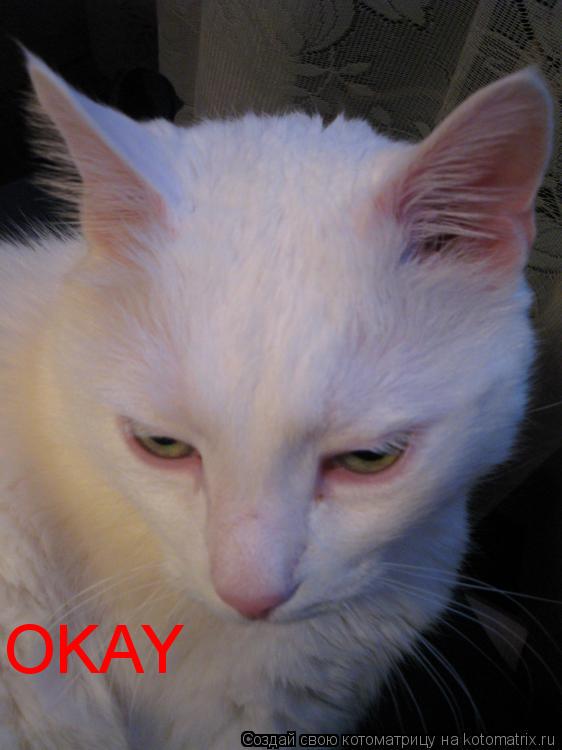 OKAY... Котоматрица: OKAY