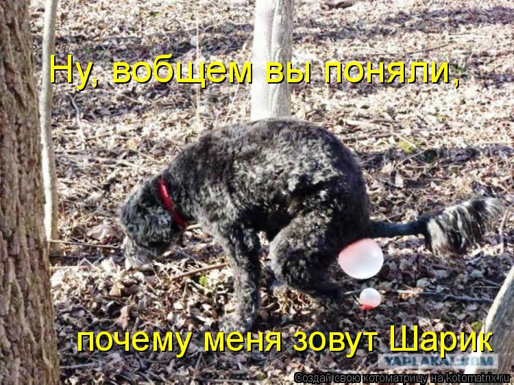 Ну, вобщем вы поняли, почему меня зовут Шарик... Котоматрица: Ну, вобщем вы поняли, почему меня зовут Шарик