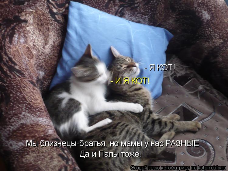 - Я КОТ! - И Я КОТ! Мы близнецы-братья, но мамы у нас РАЗНЫЕ Да и Папы тоже!... Котоматрица: - Я КОТ! - И Я КОТ! Мы близнецы-братья, но мамы у нас РАЗНЫЕ Да и Папы тоже!