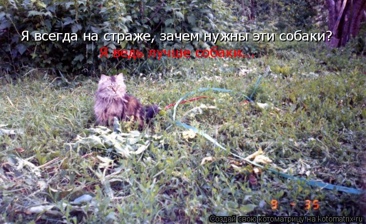 Я всегда на страже, зачем нужны эти собаки? Я ведь лучше собаки...... Котоматрица: Я всегда на страже, зачем нужны эти собаки? Я ведь лучше собаки...
