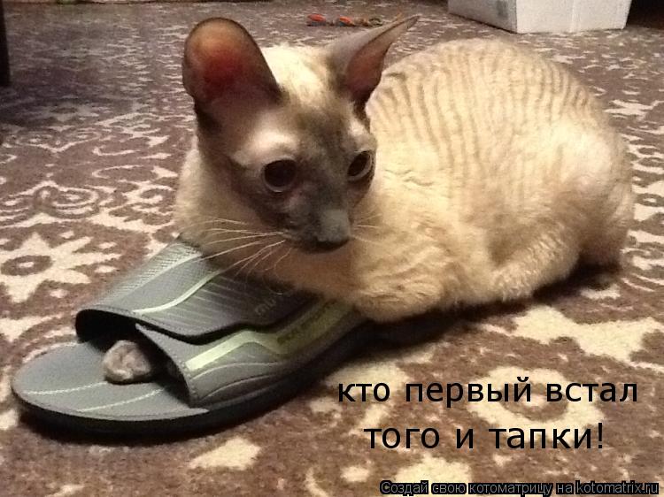 кто первый встал того и тапки!... Котоматрица: кто первый встал того и тапки!