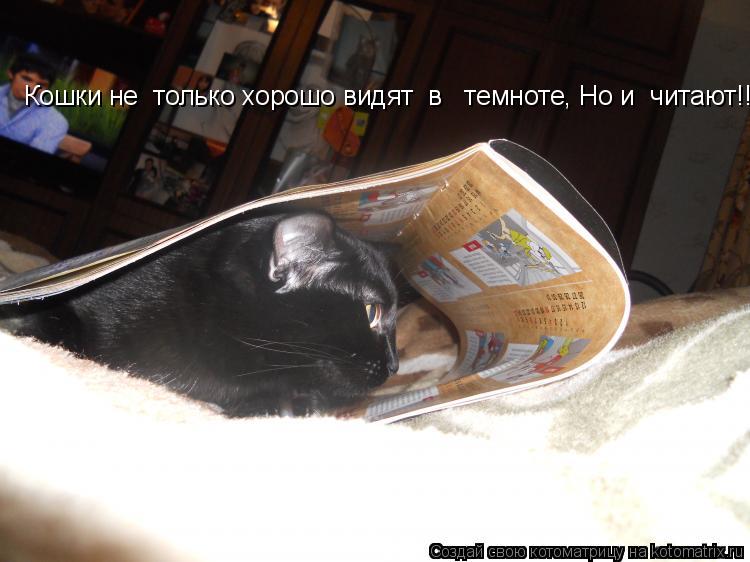 Кошки не только хорошо видят в темноте, Но и читают!!!... Котоматрица: Кошки не только хорошо видят в темноте, Но и читают!!!