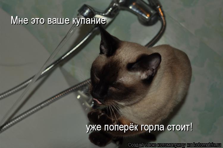 Мне это ваше купание уже поперёк горла стоит!... Котоматрица: Мне это ваше купание уже поперёк горла стоит!