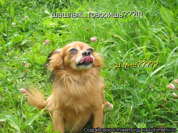 а мне????? шашлык...говоришь???!!!... Котоматрица: а мне????? шашлык...говоришь???!!!