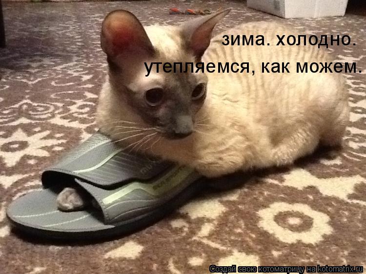 зима. холодно. утепляемся, как можем.... Котоматрица: зима. холодно. утепляемся, как можем.