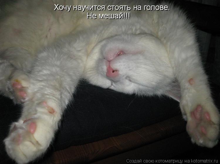 Котоматрица: Хочу научится стоять на голове. Не мешай!!!
