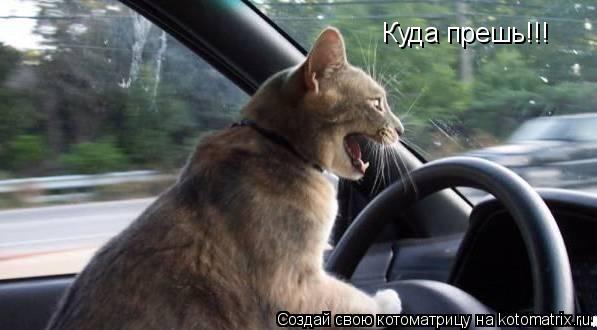 Котоматрица: Куда прешь!!!