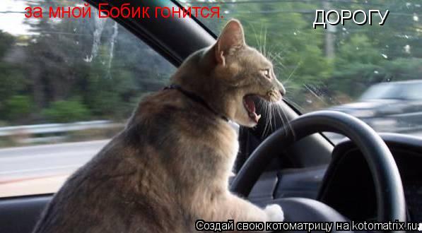 Котоматрица: ДОРОГУ за мной Бобик гонится.