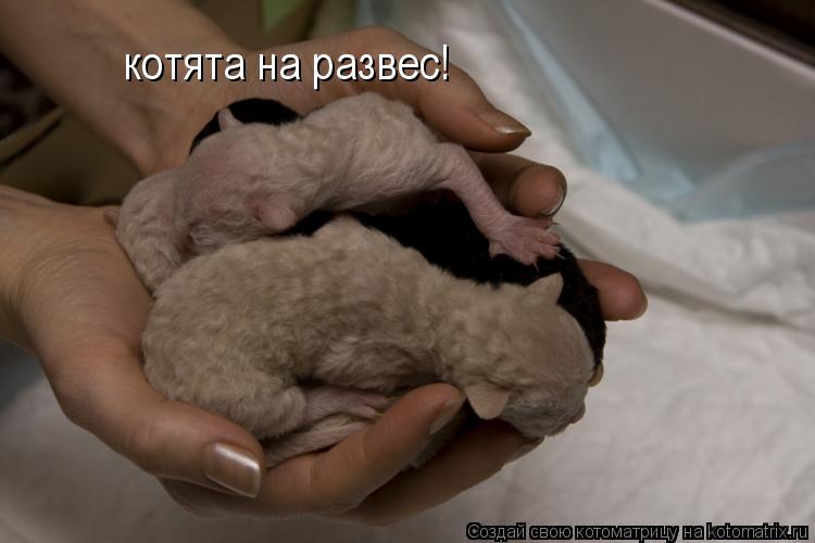 Котоматрица: котята на развес!