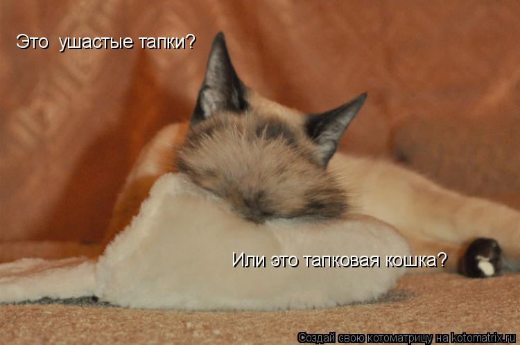 Котоматрица: Это  ушастые тапки?  Или это тапковая кошка?