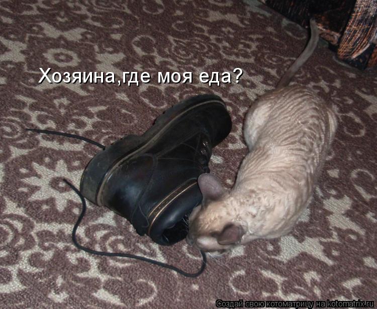 Котоматрица: Хозяина,где моя еда?