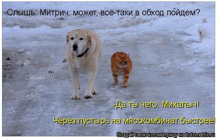 Котоматрица: -Слышь, Митрич, может, всё-таки в обход пойдем? -Да ты чего, Михалыч! Через пустырь на мясокомбинат быстрее!