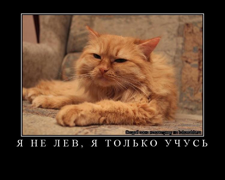 Котоматрица: Я не лев, я только учусь 