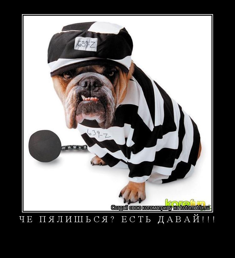 Котоматрица: Чё пялишься? Есть давай!!! 