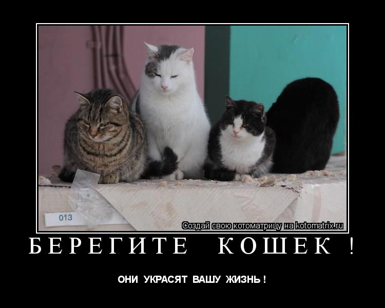 БЕРЕГИТЕ КОШЕК ! ОНИ УКРАСЯТ ВАШУ ЖИЗНЬ !... Котоматрица: БЕРЕГИТЕ КОШЕК ! ОНИ УКРАСЯТ ВАШУ ЖИЗНЬ !