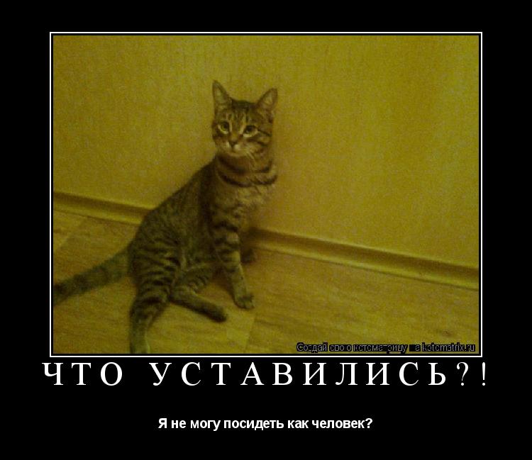 Что уставились?! Я не могу посидеть как человек?... Котоматрица: Что уставились?! Я не могу посидеть как человек?