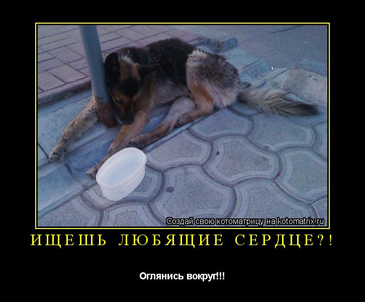 Котоматрица: Ищешь любящие сердце?! Оглянись вокруг!!!