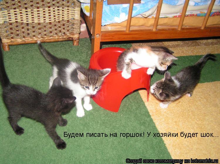 Котоматрица: Будем писать на горшок! У хозяйки будет шок...